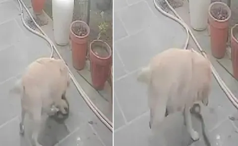 Loyal pet dog sacrifices life battling cobra to protect owner in Haryana
