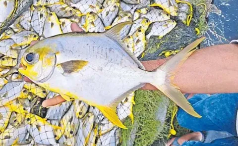 Guest Column Special Story On National Fish Farmers Day