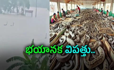 China Venom Business Exposed Snakes Escape Floods Here Full Details
