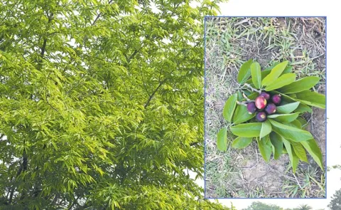 The Role Of Forest Fruit Ooduga Trees In Biodiversity Conservation