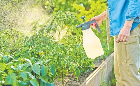 Precautions For Growing Vegetable Plants Sagubadi
