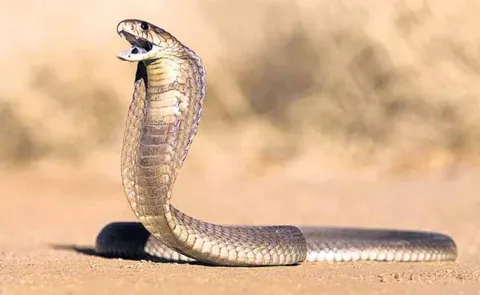Young woman dies after being bitten by a snake