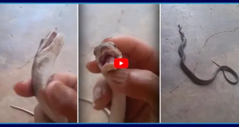 Snake Plays Drama Like Dead Video Goes Viral  1