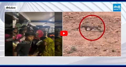 Leopard Hulchul At Tirumala Alipiri 3