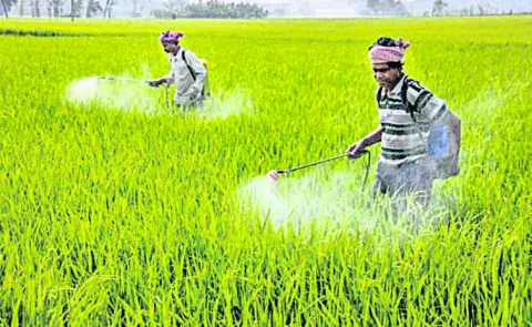The farmer is responsible for registering for crop insurance