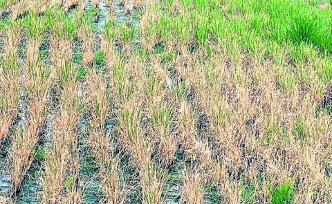 El Nino is having a serious impact on the agricultural sector