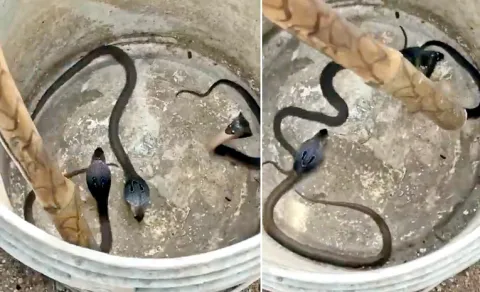 Three Baby Cobras Found at Hyderabad Police Station