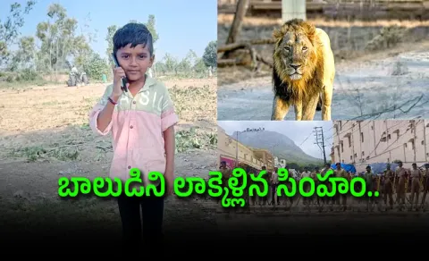 Lion Attacks 11 Year Old Boy In Girnar Hill