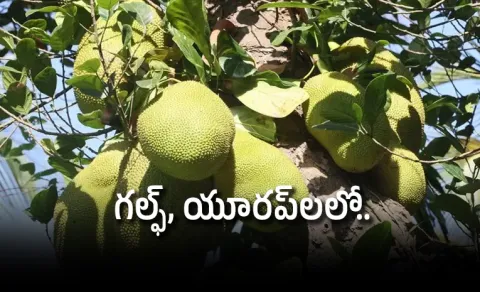 jackfruit travels by chartered flight