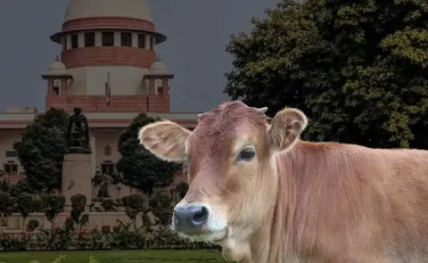 Supreme Court Stay On Madras HC Cow Slaughter Ban Order