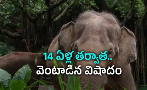 Did It Take Revenge: The Same Elephant, The Same Family, After 14 Years13