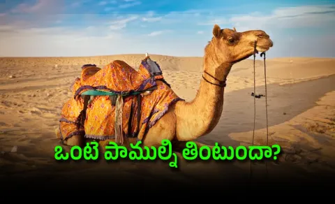 Shocking Are Camels Fed Live Venomous Snakes check the fact 