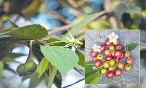 Details Of Cultivable Wild Fruit Species Erra Jana