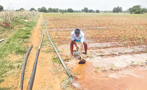 Lack of rain Has a major impact on cultivation of Kharif crops in Telangana