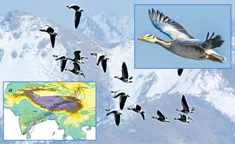 Striped Headed Duck Kids Special Story Vintalu Viseshalu12