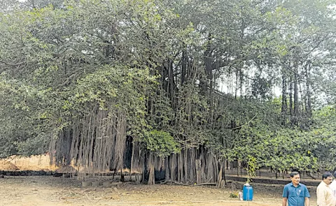 150 Years Old Banyan Tree In Visakapatanam