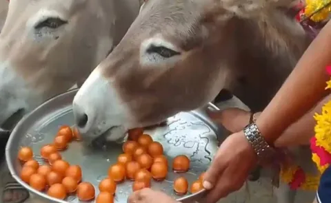 Donkeys were fed gulab jamuns in Bhopal