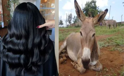 Beauty Tips: donkey liver to restore or maintain black hair