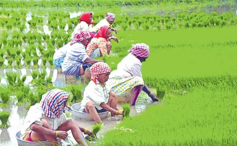 Income for farmers with carbon credits