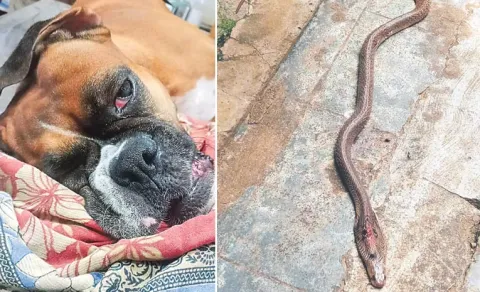Dog Fight With Snake in Kakinada