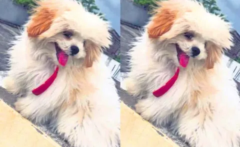 Pet Dog Abducted In Miryalaguda Nalgonda District Incident