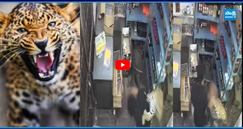 Heart Stopping Moment: Leopard Trapped Inside Wine Shop in 5-Hour Rescue Drama 4