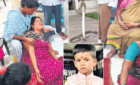 Snake Bite Four Year Boy In Peddapalli