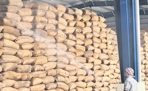 Loss of Rs 300 per quintal on maize