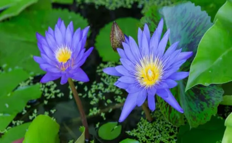 Can Eating Lotus Flower Really Cause Memory Loss Like In The Odyssey