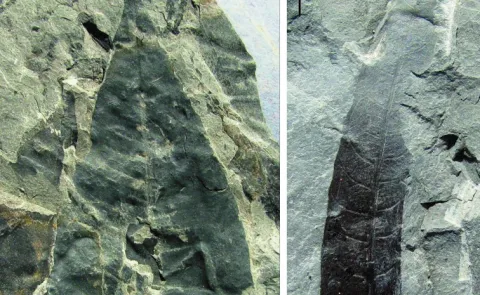 24 million years old Kewra plant fossil found in Assam