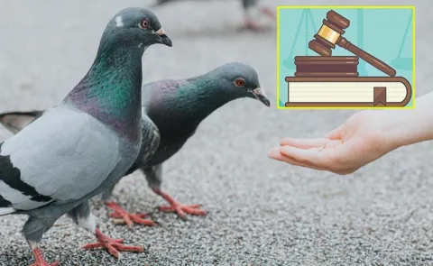 High Court Questions GHMC On Pigeon Feeding Control