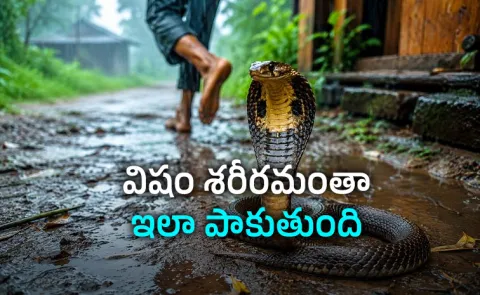  Snake Bite How does snake venom spread through the body