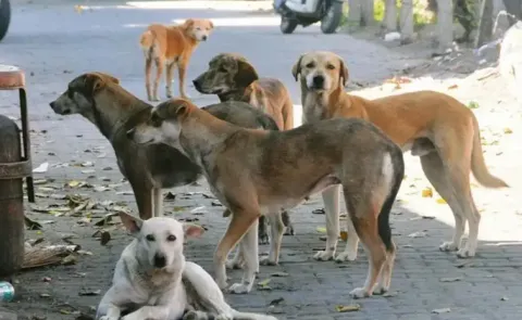 Delhi High Court Suo Motu PIL On Stray Dog