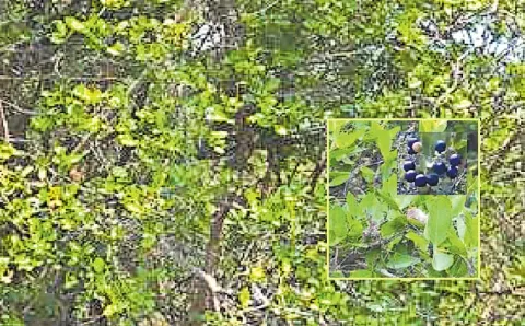 Uses And Significance Of The Wild Kalima Fruit