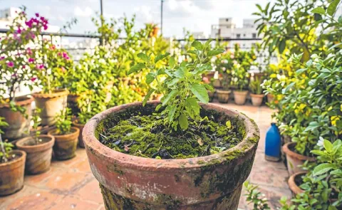 Sagubadi: Plant Growth In Terrace And Backyard Gardens