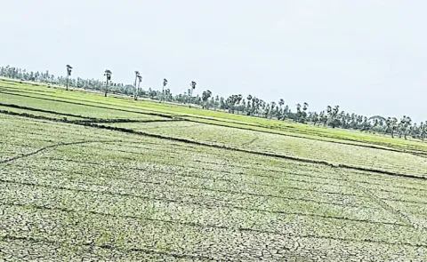 Chandrababu Govt Negligence On Farmers for paddy cultivation
