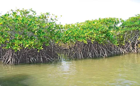 Special Guest Column Story On The Occasion Of World Mangrove Day