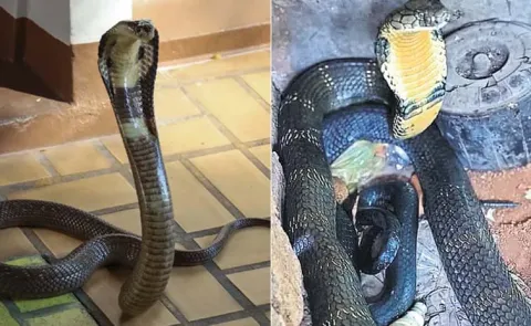 10 Foot Snake Incident In Vemulawada Karimnagar District