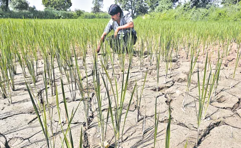 Crop Cultivation 32 lakh acres decrease compared to last year