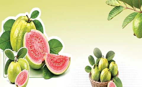 Special Story On India Ranks First In Guava Production13