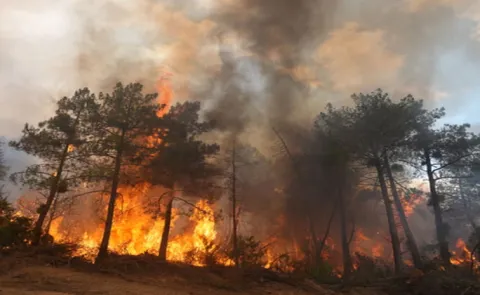 Wildfires in France and Spain