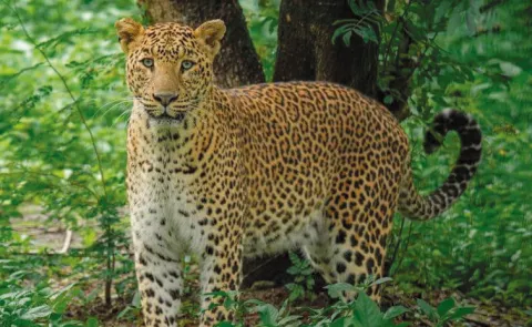 Leopard dies in road accident