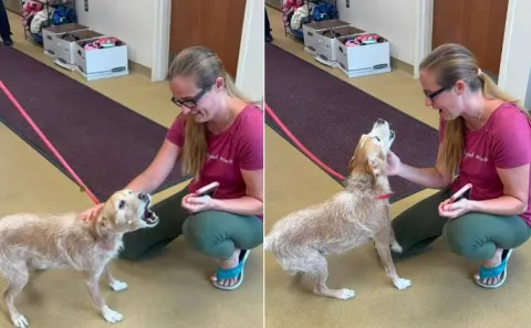 Lost For 5 Years Dog Finally Reunites With Owner In US
