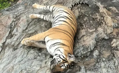 injured tigress found in pilibhit tiger reserve dies during treatment