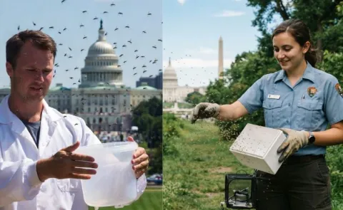Why are thousands of mosquitoes being released in Washington DC