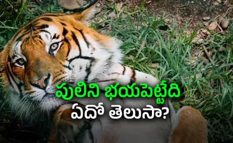 Tiger Day 2026 Special: Even the Mighty Tiger Fears These Animals
