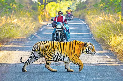 Today is International Tiger Day