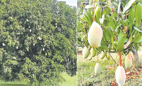 Collector Mango: A Unique Late-Ripening Variety Famous in the Godavari Districts
