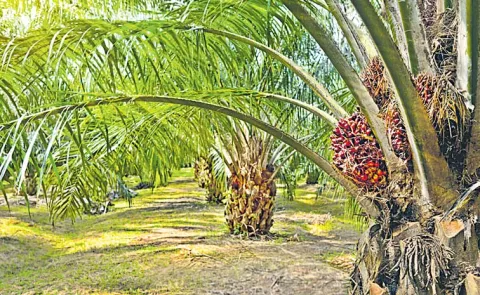 Oil Palm Can Transform Telangana Agriculture And Rural Economy