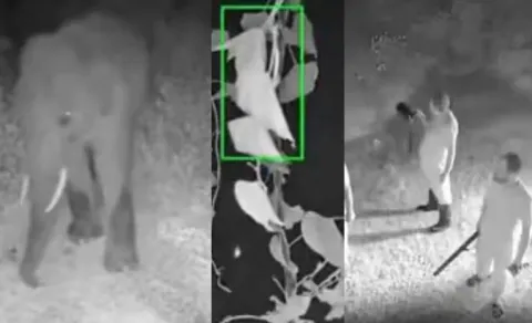 How AI Alert Helped Stop Elephant Herd From Entering Village